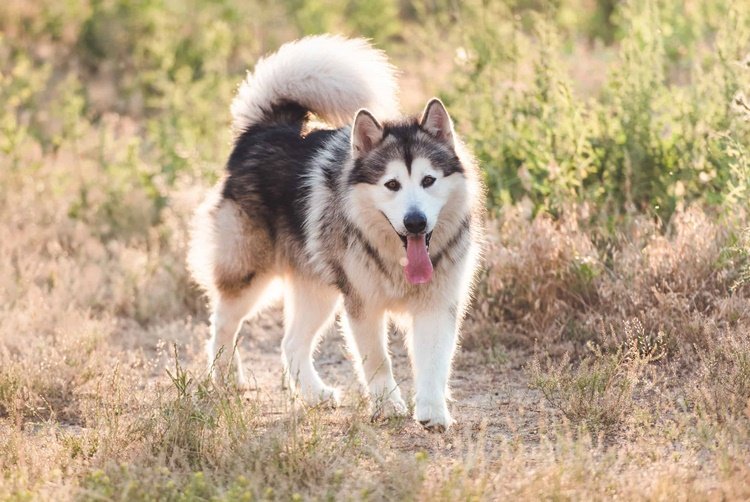 Alaskan Malamute - Dog Breeds Like Wolves