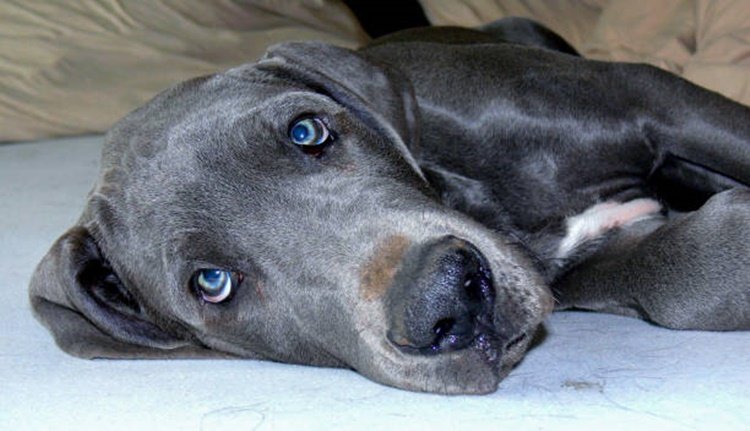 Dog Breeds with Blue Eyes