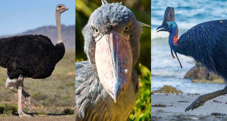 Birds that Look Like Dinosaurs