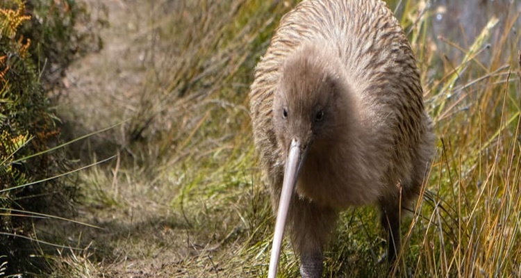 Birds that Look Like Dinosaurs