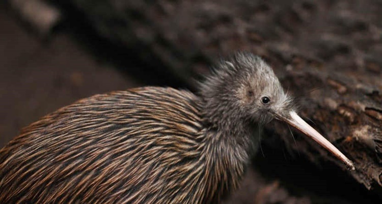 Kiwi