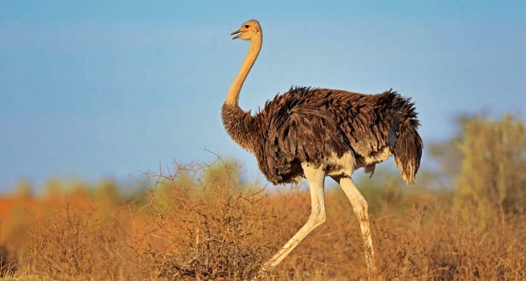 Birds that Look Like Dinosaurs