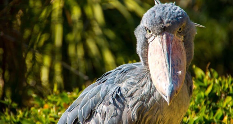 Shoebill Stork