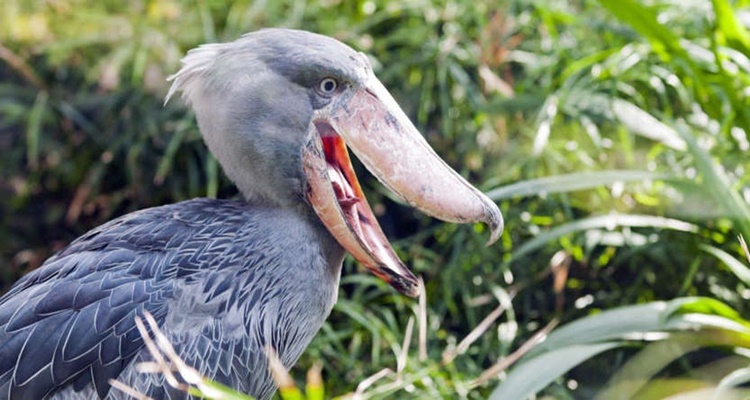 Birds that Look Like Dinosaurs