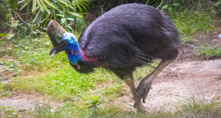 Birds that Look Like Dinosaurs