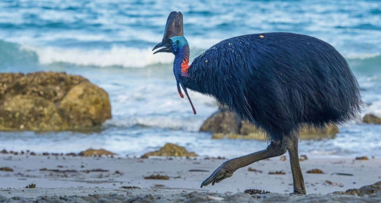 Southern Cassowary