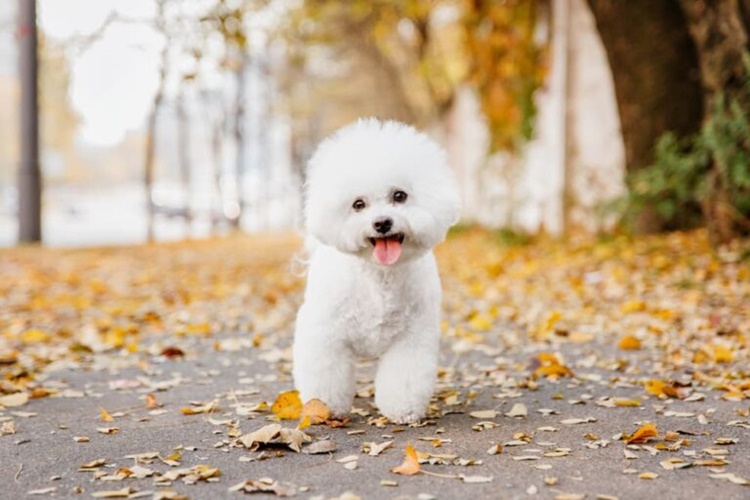 Bichon Frise - Dog Breeds that Don't Shed