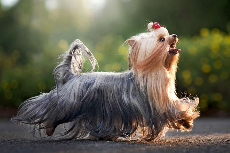 Yorkshire Terrier - Dog Breeds that Don't Shed