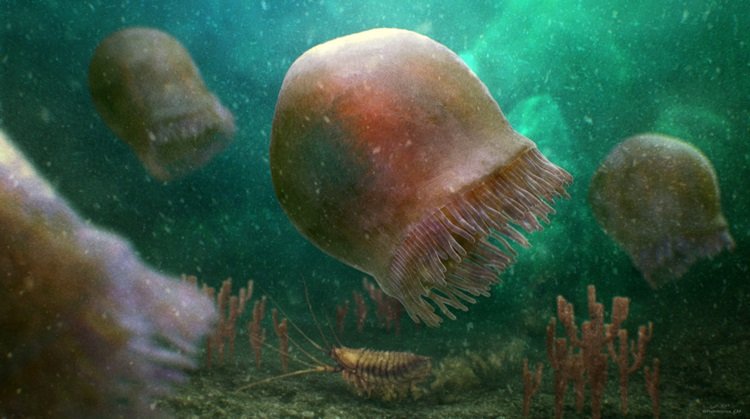 rare fossils oldest jellyfish