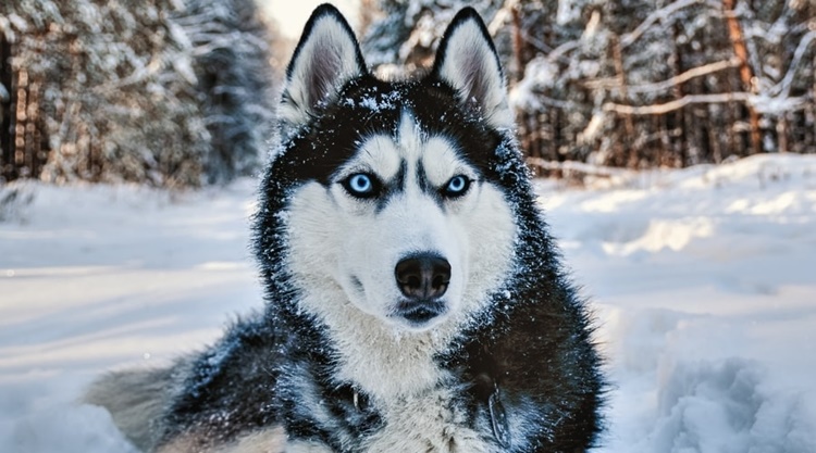 Siberian Husky - Dog Breeds Like Wolves
