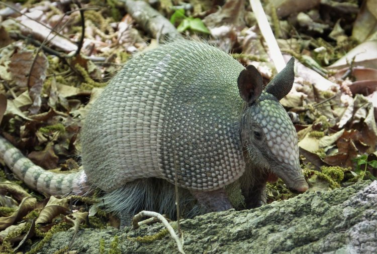 armadillos